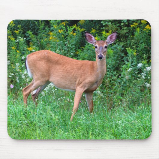 White Tailed Vrouw Deer Muismat (Voorkant)