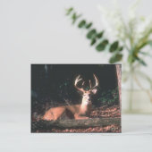 White Tailing Deer Buck Foto Briefkaart (Staand voorkant)