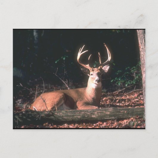White Tailing Deer Buck Foto Briefkaart (Voorkant)