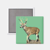 White Tailing Deer Buck Magneet (Voorkant / Achterkant)