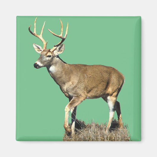 White Tailing Deer Buck Magneet (Voorkant)