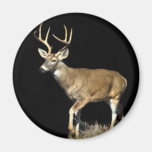 White Tailing Deer Buck Magneet (Voorkant)