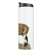 White Tailing Deer Buck Thermosbeker (Geroteerd rechts)