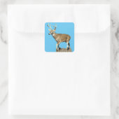 White Tailing Deer Buck Vierkante Sticker (Tas)