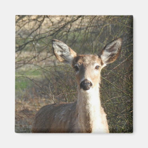 White Tailing Deer Sluiten Magneet