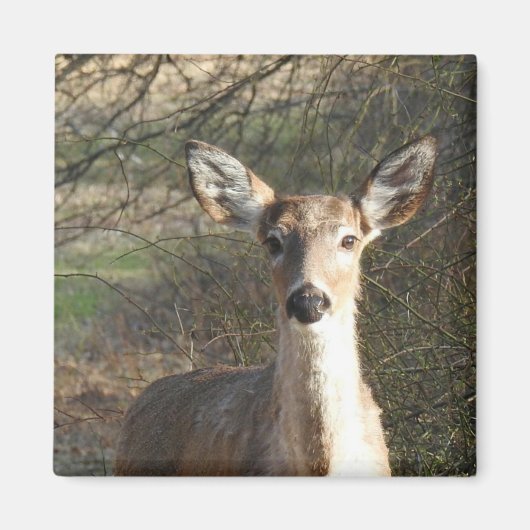 White Tailing Deer Sluiten Magneet (Voorkant)