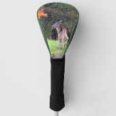 White Tailing Up Close Golfheadcover (Voorkant)
