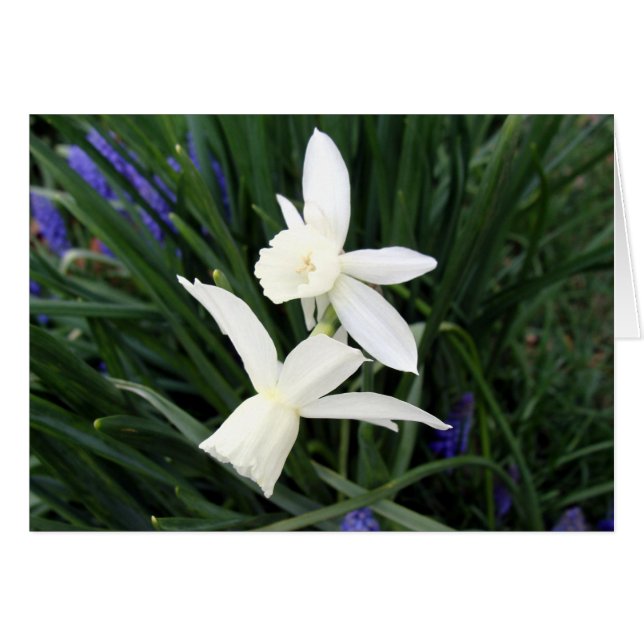 White Thalia Daffodils (Voorkant Horizontaal)