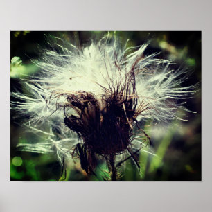White Thistle Seed Fluff Sluiten Poster