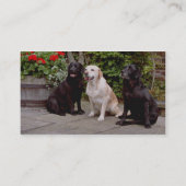 White Three Labrador haalt de zittende bloemen op Visitekaartje (Achterkant)