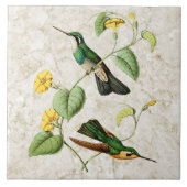 White Throat Mountain Gem Hummingbird Ceramic Tile Tegeltje (Voorkant)
