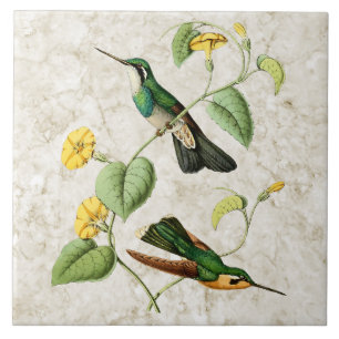 White Throat Mountain Gem Hummingbird Ceramic Tile Tegeltje