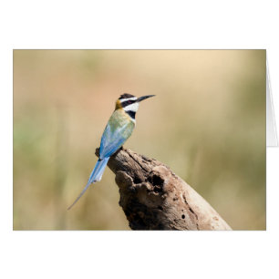 White throated Bee-eater
