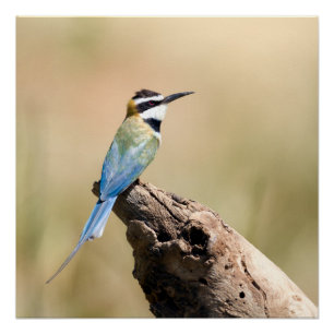 White throated Bee-eater Perfect Poster