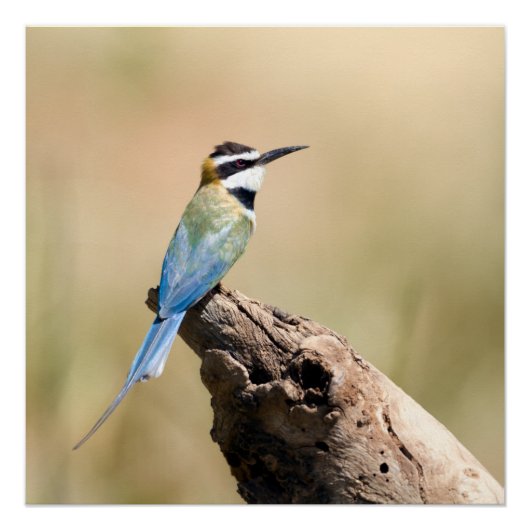 White throated Bee-eater Perfect Poster (Voorkant)