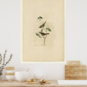 White Throated Sparrow_Audubon Poster (Keuken)