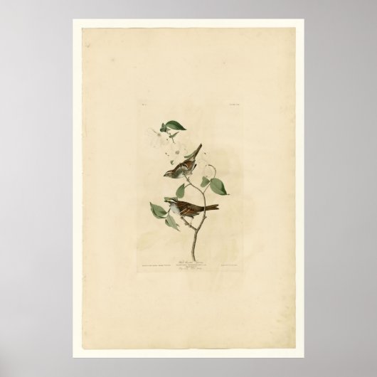 White Throated Sparrow_Audubon Poster (Voorkant)