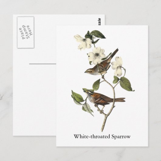 White-throated Sparrow - John Audubon Briefkaart (Voorkant / Achterkant)