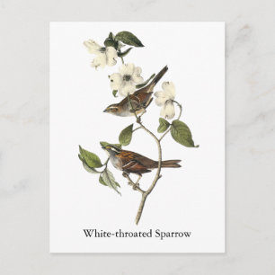 White-throated Sparrow - John Audubon Briefkaart