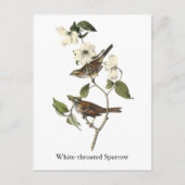 White-throated Sparrow - John Audubon Briefkaart (Voorkant)