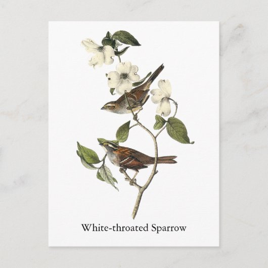 White-throated Sparrow - John Audubon Briefkaart (Voorkant)