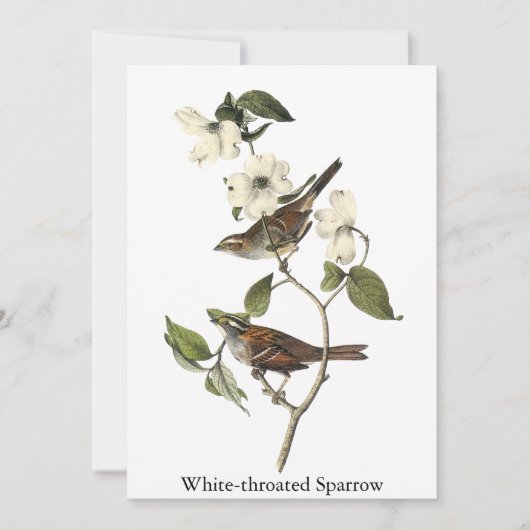 White-throated Sparrow - John Audubon Kaart (Voorkant)