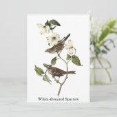 White-throated Sparrow - John Audubon Kaart (Staand voorkant)