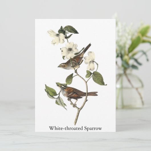 White-throated Sparrow - John Audubon Kaart (Staand voorkant)
