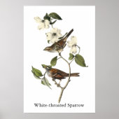 White-throated Sparrow - John Audubon Poster (Voorkant)