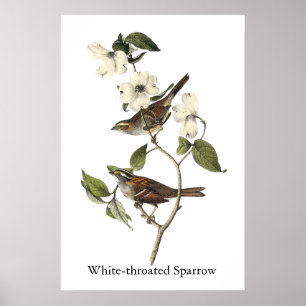 White-throated Sparrow - John Audubon Poster