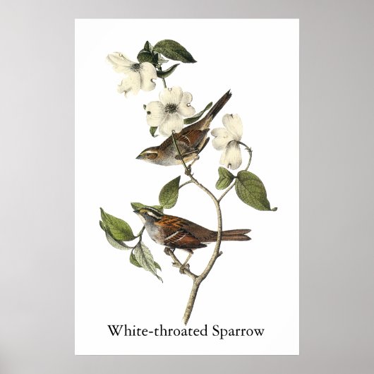 White-throated Sparrow - John Audubon Poster (Voorkant)