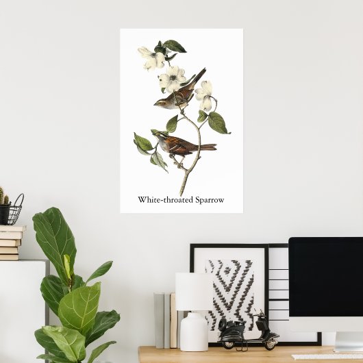 White-throated Sparrow - John Audubon Poster (Thuiskantoor)