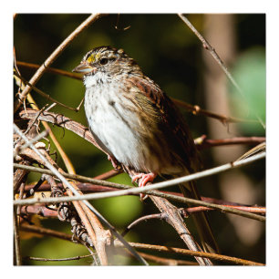 White Throated Sparrow Square Print Foto Afdruk