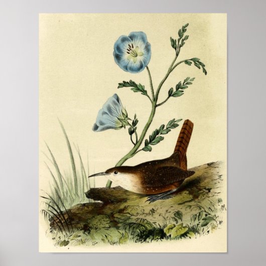 White Throated Wren Poster (Voorkant)