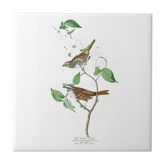 White Throted Sparrow John Audubon Birds America Tegeltje (Voorkant)