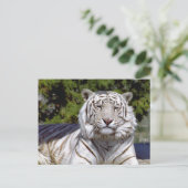 White Tiger 9 Briefkaart (Staand voorkant)