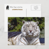 White Tiger 9 Briefkaart (Voorkant / Achterkant)