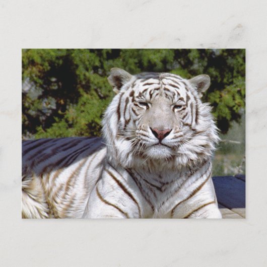 White Tiger 9 Briefkaart (Voorkant)