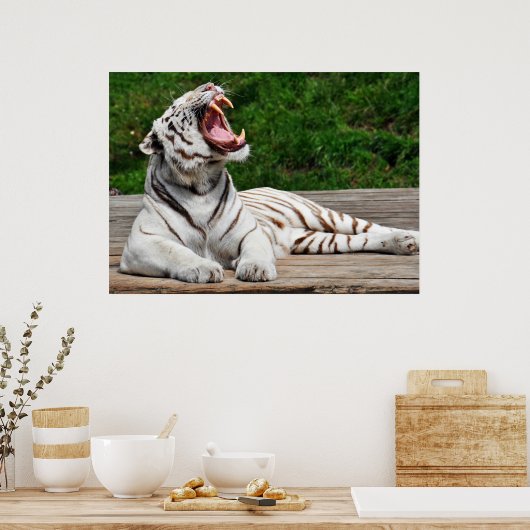 White Tiger, Bengal Tiger Poster (Keuken)