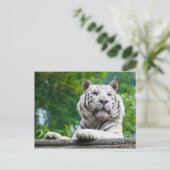 White Tiger briefkaart (Staand voorkant)
