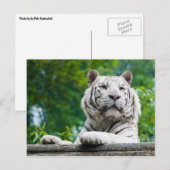 White Tiger briefkaart (Voorkant / Achterkant)