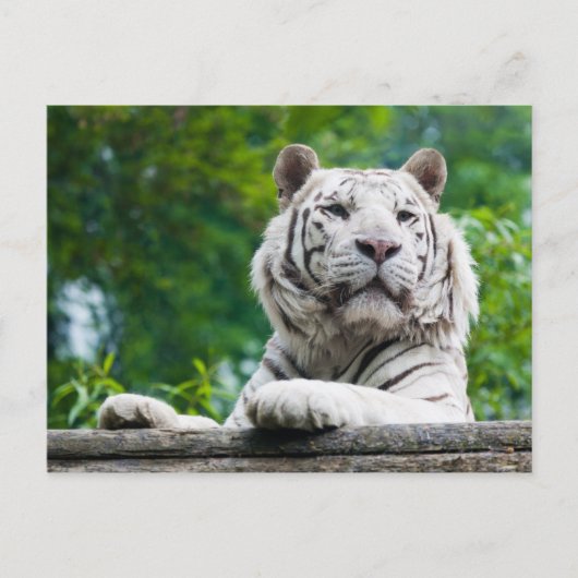 White Tiger briefkaart (Voorkant)
