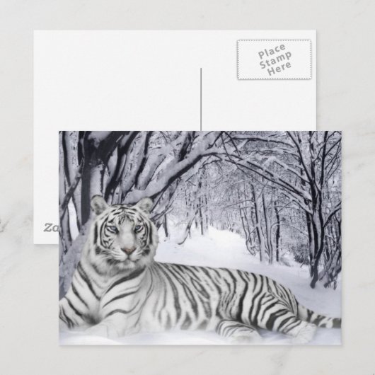 White TIger Briefkaart (Voorkant / Achterkant)
