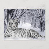 White TIger Briefkaart (Voorkant)