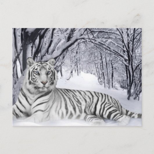 White TIger Briefkaart (Voorkant)