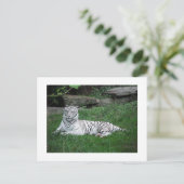 White Tiger Briefkaart (Staand voorkant)
