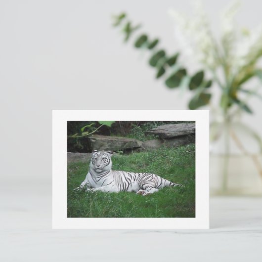 White Tiger Briefkaart (Staand voorkant)