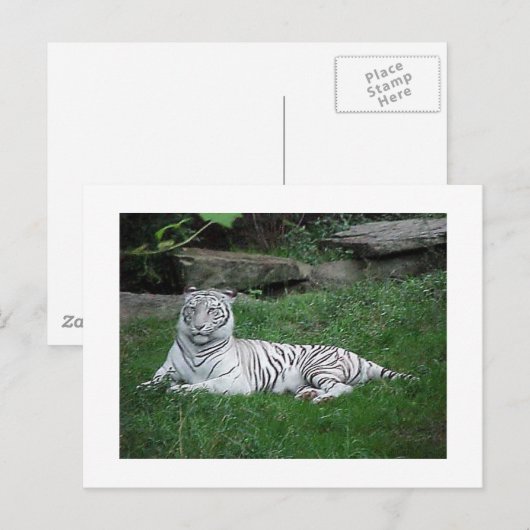 White Tiger Briefkaart (Voorkant / Achterkant)