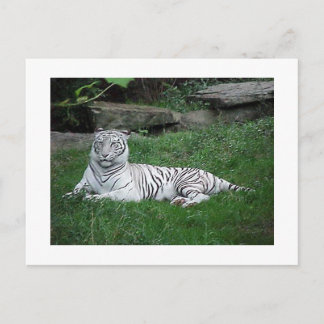 White Tiger Briefkaart