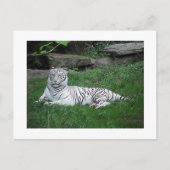 White Tiger Briefkaart (Voorkant)